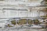 Polished Madagascar Petrified Wood Slab - Madagascar #88627-1